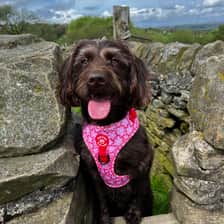 Mollie