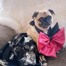 Angelica