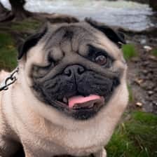 Moxxi the Pug