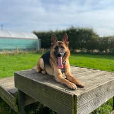 Ellie