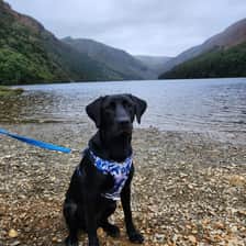 Labrador