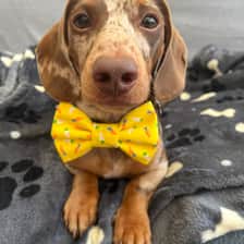 Hugo