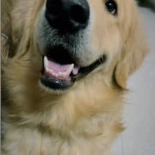 Bruno