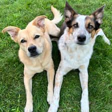 Canine Hooligans