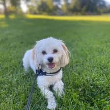 Littlezunidog