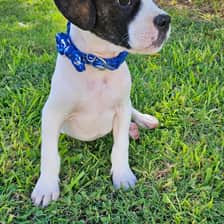 Ash