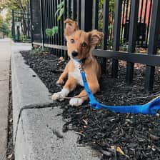 Audrey
