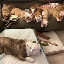 Trudy’s bullbabies