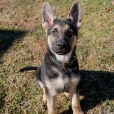 Rambo
