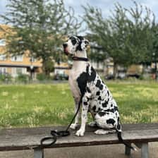 Eberjager Greatdanes
