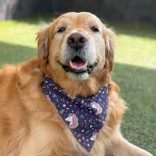 Bronson