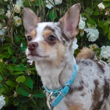 Guccithechihuahah