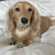 Penny