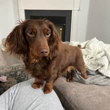 Alfie