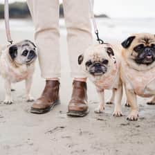 @PENZANCEPUGS