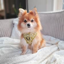 Sophie