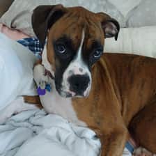 #angelboxerboi