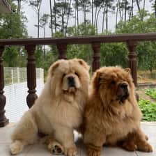 Joana