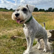 Duggietheschnauzer