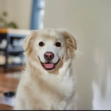 Abigail