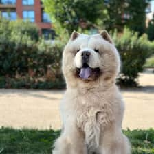 Julius The Chow Chow