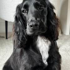 Elvis