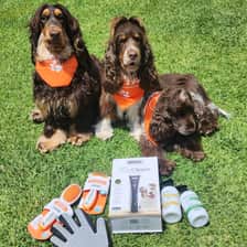 Le Chocolatier Cocker Spaniels