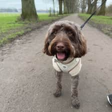 Alfie
