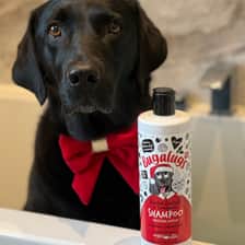 @magsblacklab
