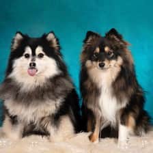 Donja
