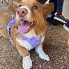@dilbertthecorgi