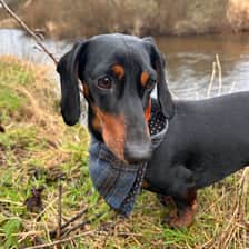 Rocky von Schnitzel