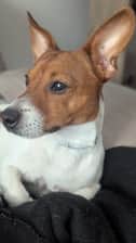 Milo | Jack Russell Terrier