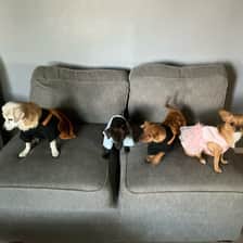 Mia • Osito • Luna • Chuchis | Pet Creators