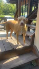 Dolly Mae