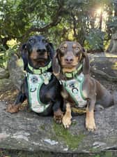 hugo_and_ottos_adventures