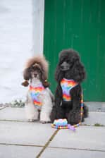 Poodlesofcornwall