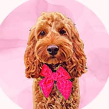 willows_cockapoo_adventures