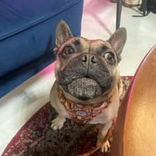 Rambo_french_bulldog_