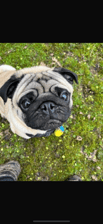 its_teddythepug