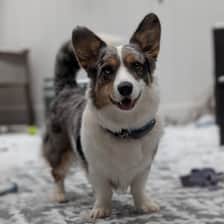 blue_cheese_the_cardi_corgi