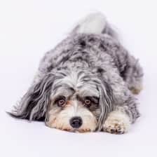 shayleethepup