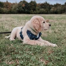 alfredsgoldenadventures
