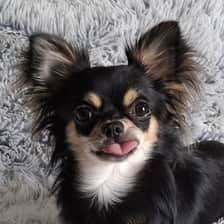 lokidechihuahua