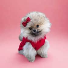 Odette the Pom