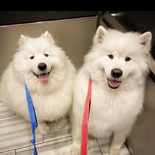 IcyBear + MuffinBeeb — two Samoyeds living their best NYC life. Real moments, real love, no filler.