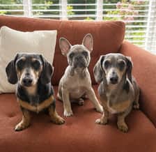 Ollie, Neville & Daisy