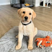 Maisy