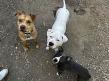 Pittie Committee