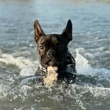 Gigi Da Frenchie